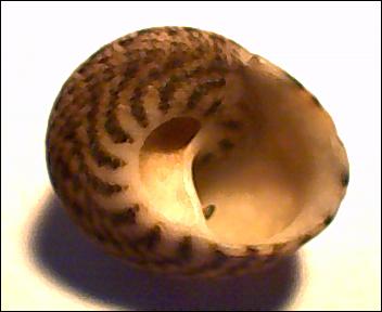 Gibbula da determinare 4